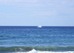 Tronco Bay Inn, el “lugar de las Ballenas” en Troncones
