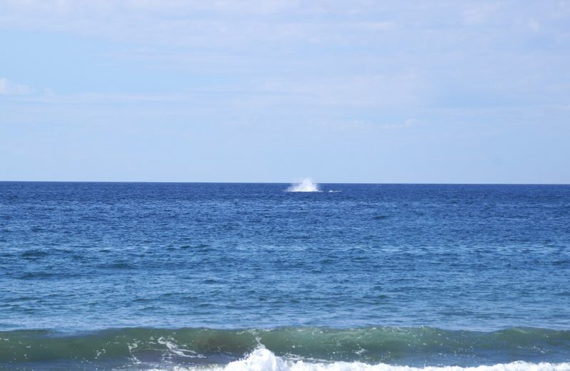 Tronco Bay Inn, el “lugar de las Ballenas” en Troncones